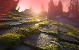 Preventing Roof Moss _ Algae Growth in Late Fall_ A Pros Strategy
