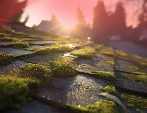 Preventing Roof Moss & Algae Growth in Late Fall: A Pro’s Strategy